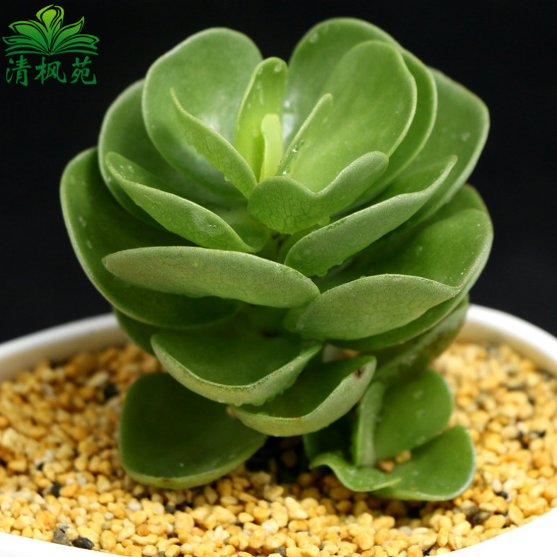 China Chinese Money Plant China Chinese Money Plant Shopping Guide - get quotations qing feng yuan succulents money tree potted flower plant trolltech more shade can be within the