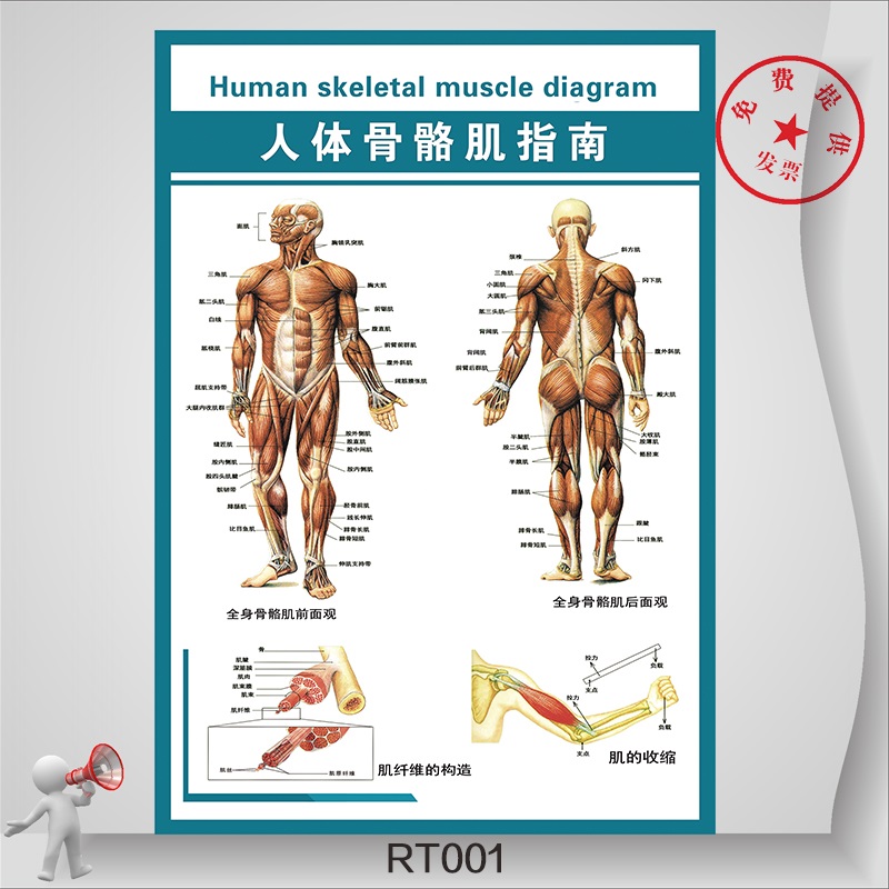 Human Anatomy Flip Chart