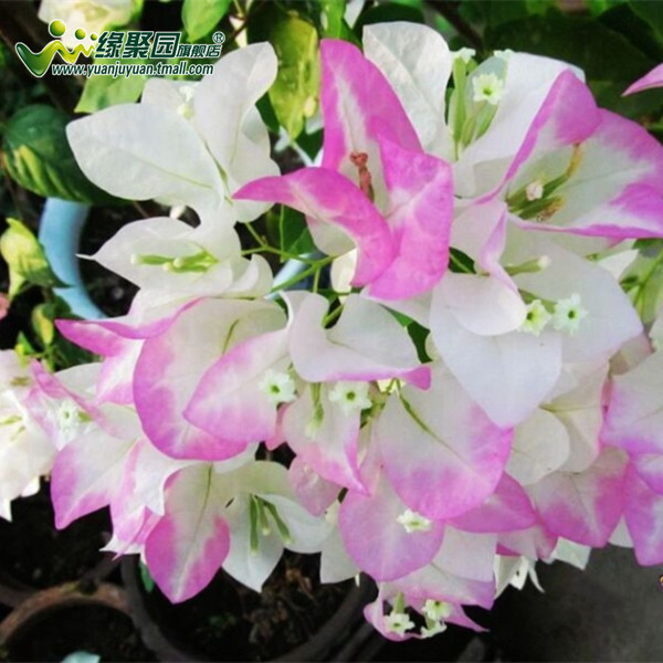 bougainvillea lipstick