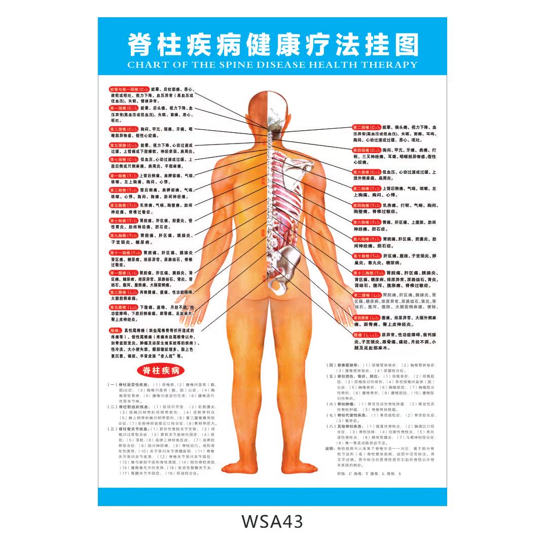 Human Spine Disorders Chart