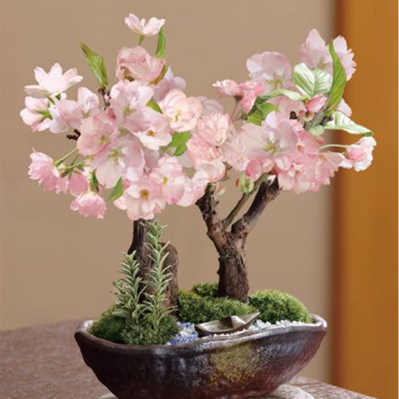 Japanese cherry blossom bonsai miniature potted bonsai maple combination dw...